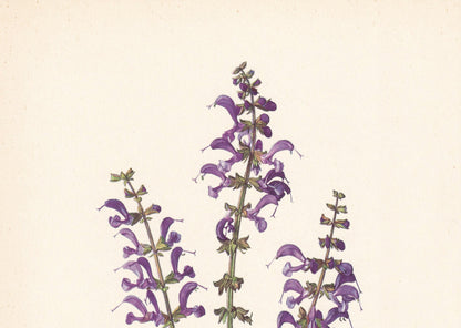 1960 MEADOW SAGE Print - Botanical Print - Flower Painting - Flower Wall Art - Vintage Plant Print - 7.5 x 10.6 Inches