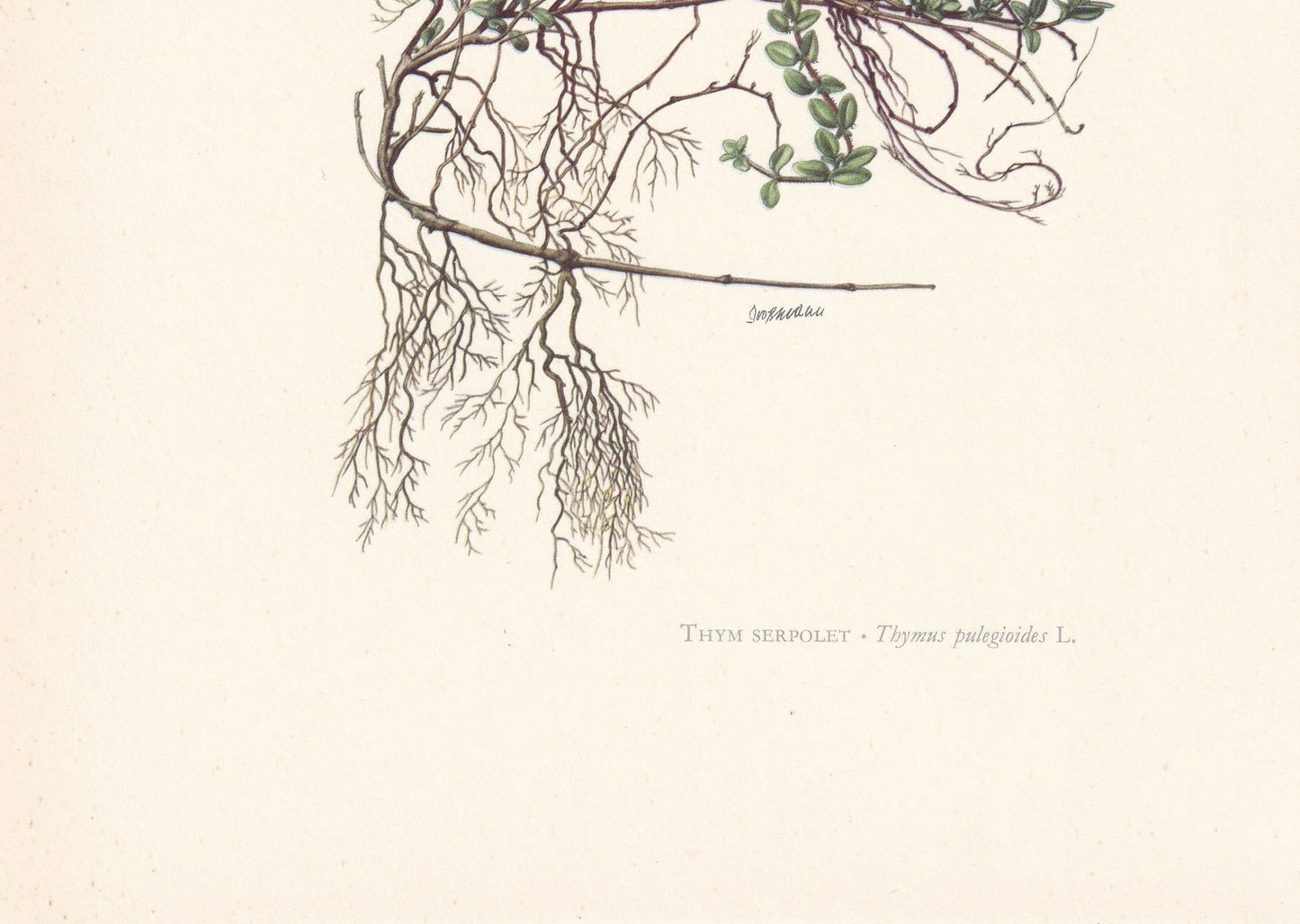 1960 BROAD-LEAVED THYME Print - Botanical Print - Flower Painting - Flower Wall Art - Vintage Plant Print - 7.5 x 10.6 Inches