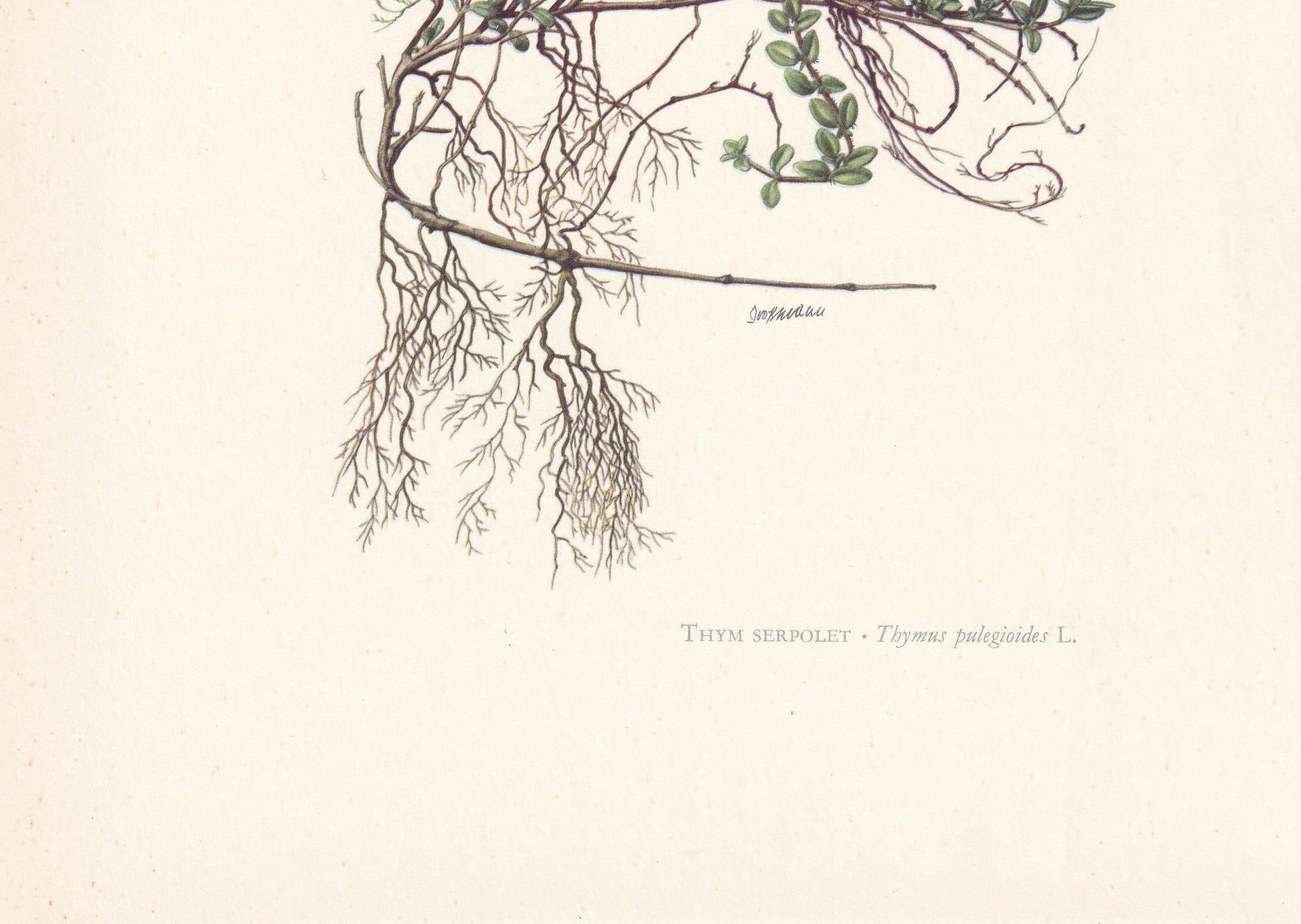 1960 BROAD-LEAVED THYME Print - Botanical Print - Flower Painting - Flower Wall Art - Vintage Plant Print - 7.5 x 10.6 Inches
