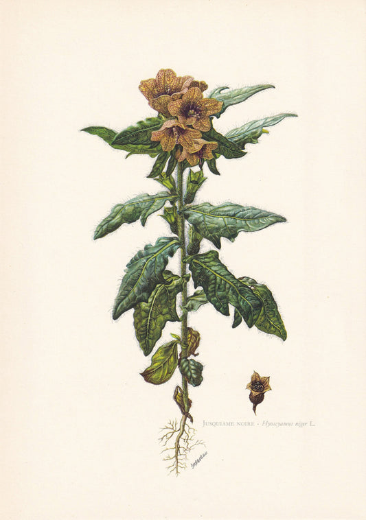1960 BLACK HENBANE Print - Botanical Print - Flower Print - Flower Wall Art - Vintage Plant Print - 7.5 x 10.6 Inches