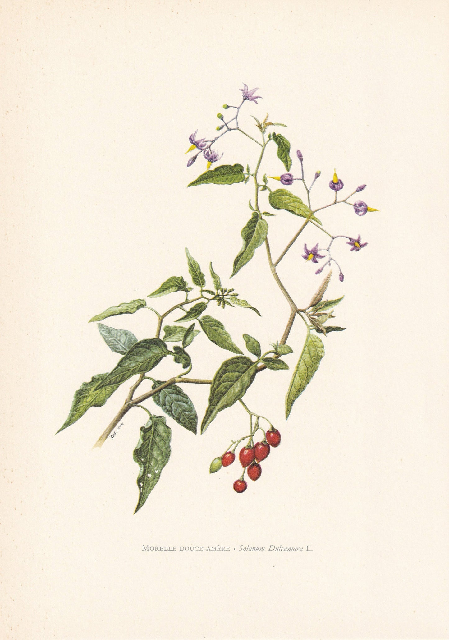 1960 BITTERSWEET NIGHTSHADE Print - Botanical Print - Flower Print - Flower Wall Art - Vintage Plant Print - 7.5 x 10.6 Inches