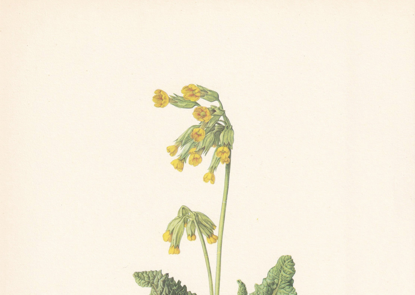 1960 COWSLIP Print - Botanical Print - Flower Painting - Flower Wall Art - Vintage Plant Print - 7.5 x 10.6 Inches