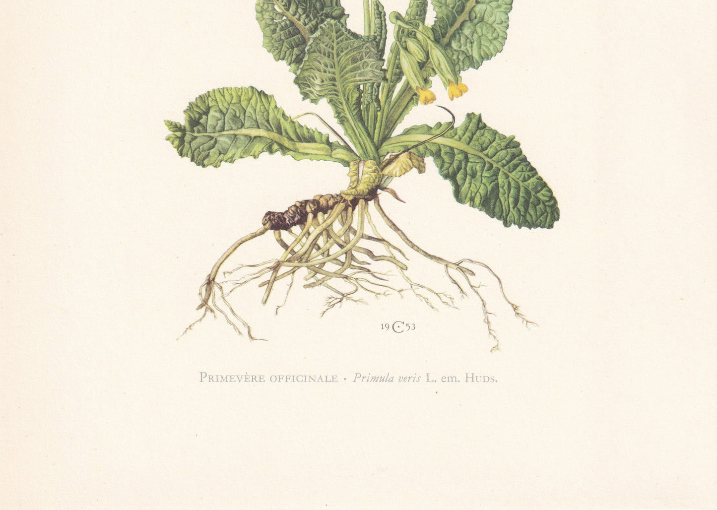 1960 COWSLIP Print - Botanical Print - Flower Painting - Flower Wall Art - Vintage Plant Print - 7.5 x 10.6 Inches