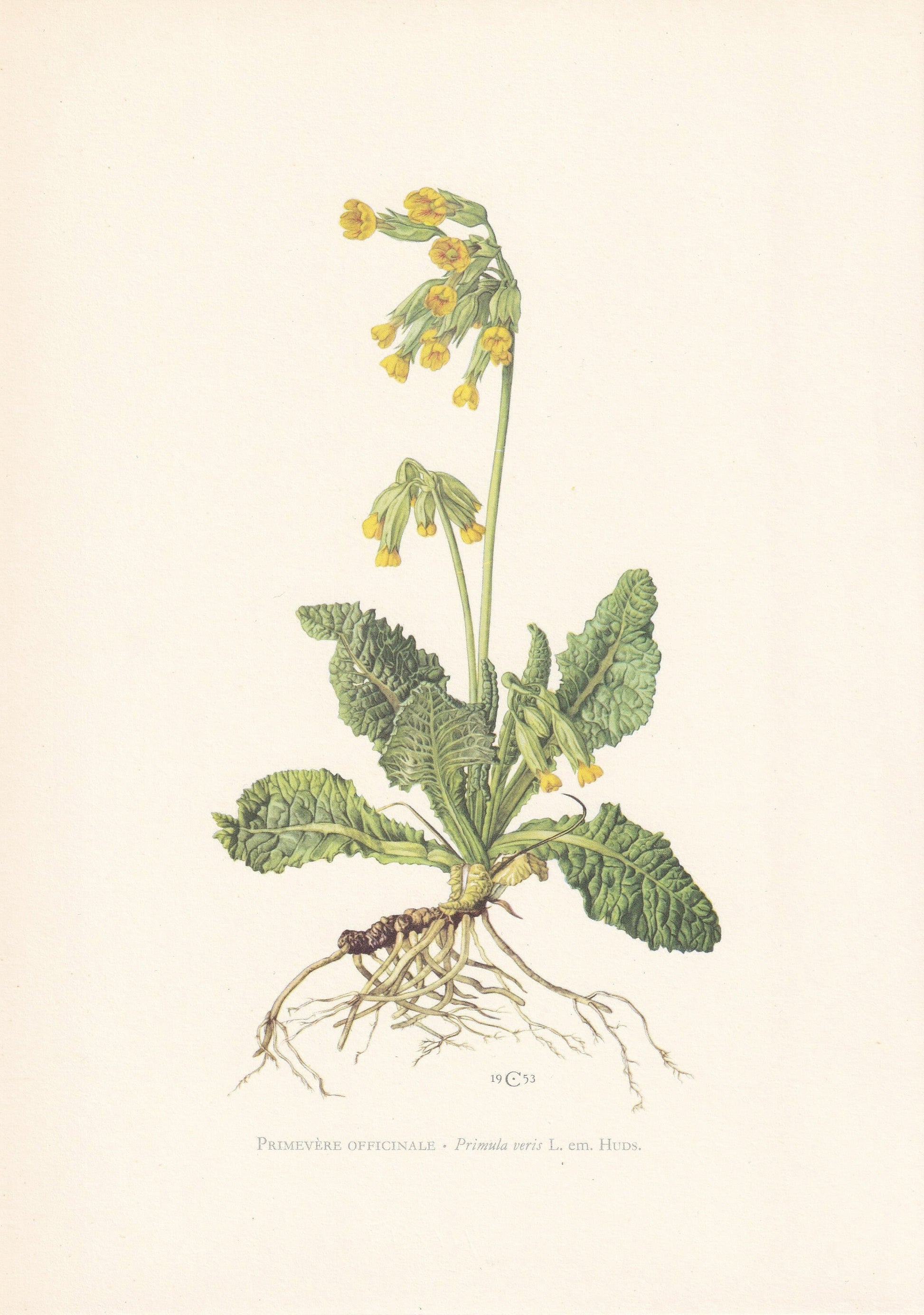 1960 COWSLIP Print - Botanical Print - Flower Painting - Flower Wall Art - Vintage Plant Print - 7.5 x 10.6 Inches