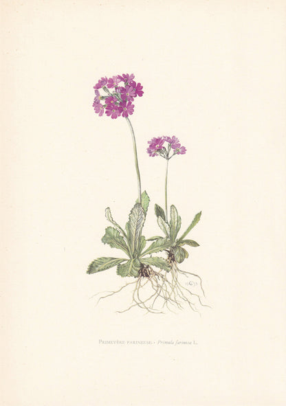 1960 BIRD'S-EYE PRIMROSE Print - Botanical Print - Flower Painting - Flower Wall Art - Vintage Plant Print - 7.5 x 10.6 Inches