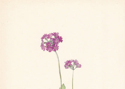 1960 BIRD'S-EYE PRIMROSE Print - Botanical Print - Flower Painting - Flower Wall Art - Vintage Plant Print - 7.5 x 10.6 Inches