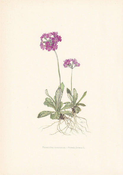 1960 BIRD'S-EYE PRIMROSE Print - Botanical Print - Flower Painting - Flower Wall Art - Vintage Plant Print - 7.5 x 10.6 Inches