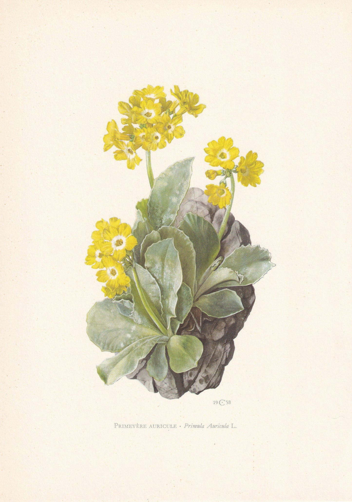 1960 AURICULA Print - Botanical Print - Flower Painting - Flower Wall Art - Vintage Plant Print - 7.5 x 10.6 Inches