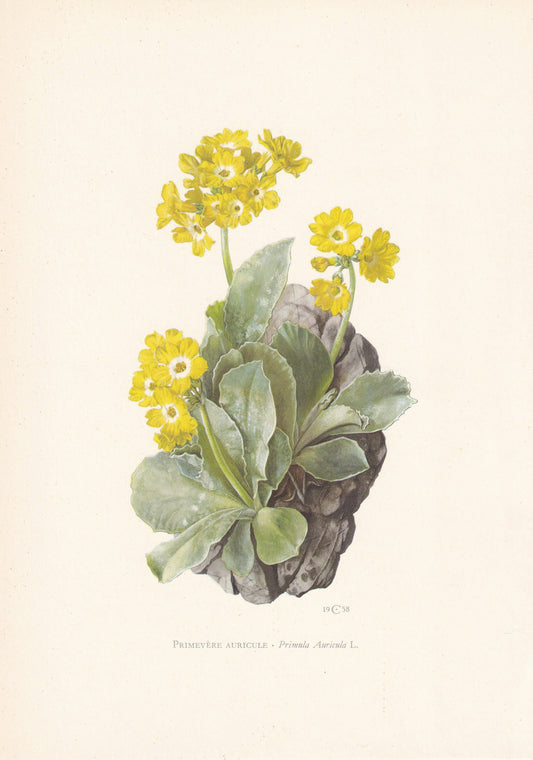 1960 AURICULA Print - Botanical Print - Flower Painting - Flower Wall Art - Vintage Plant Print - 7.5 x 10.6 Inches