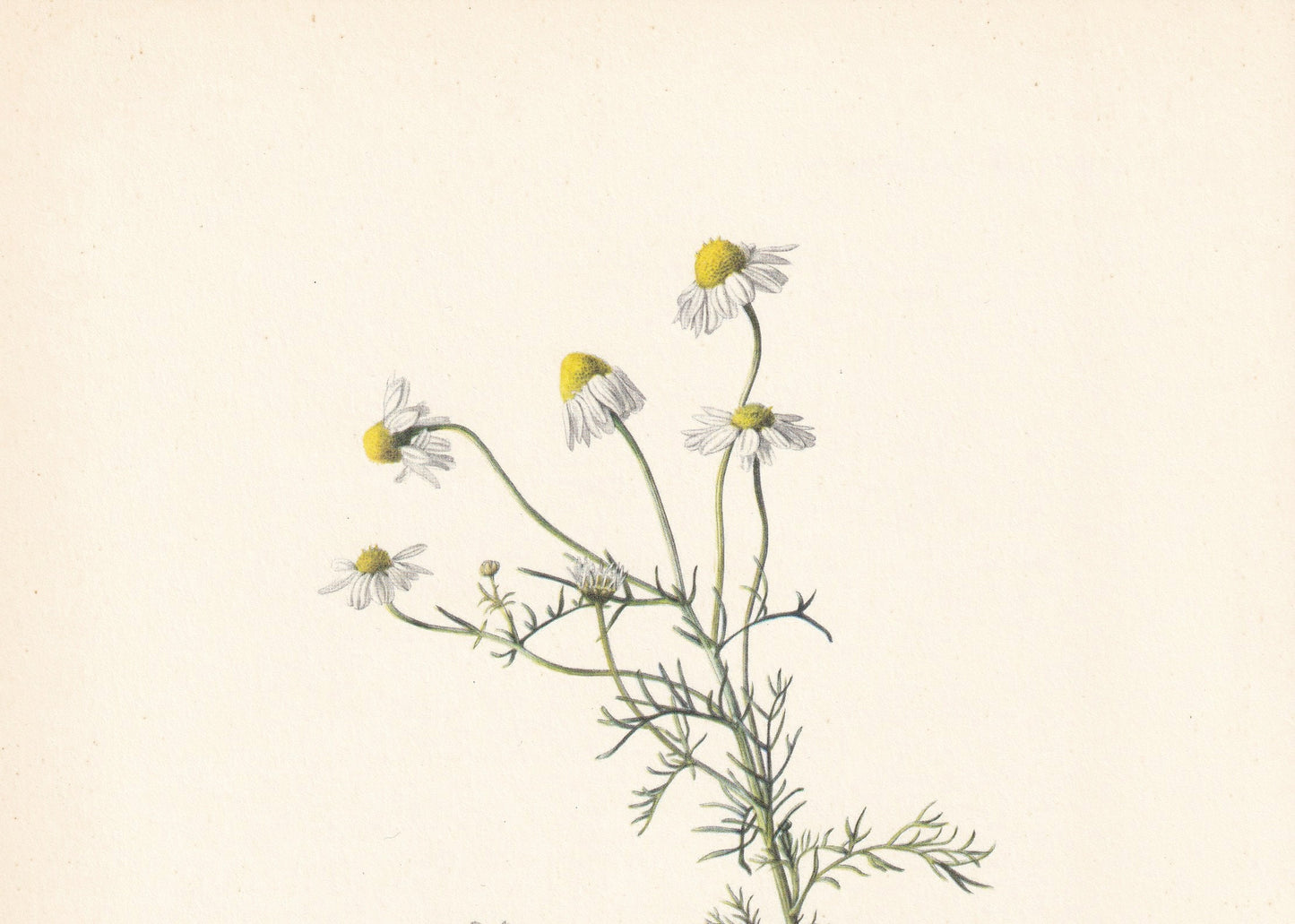 1960 GERMAN CHAMOMILE Print - Botanical Print - Flower Painting - Flower Wall Art - Vintage Plant Print - 7.5 x 10.6 Inches