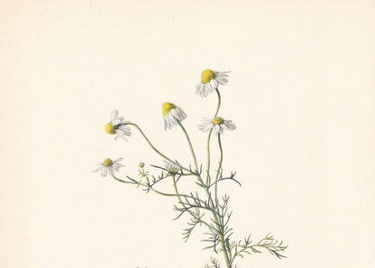 1960 GERMAN CHAMOMILE Print - Botanical Print - Flower Painting - Flower Wall Art - Vintage Plant Print - 7.5 x 10.6 Inches