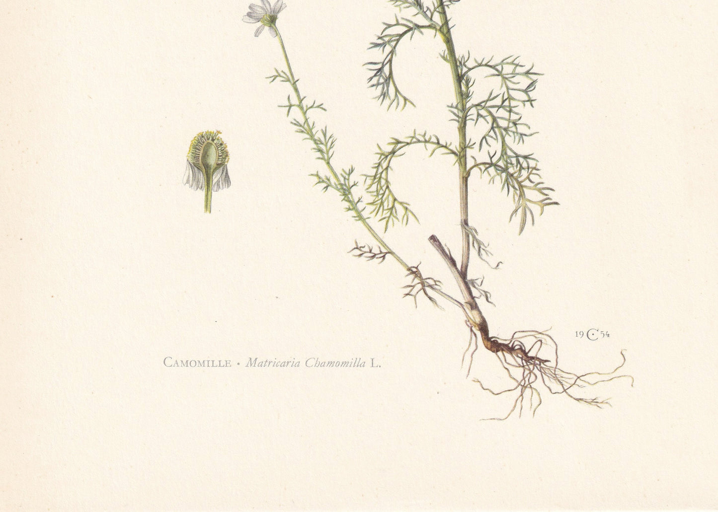 1960 GERMAN CHAMOMILE Print - Botanical Print - Flower Painting - Flower Wall Art - Vintage Plant Print - 7.5 x 10.6 Inches