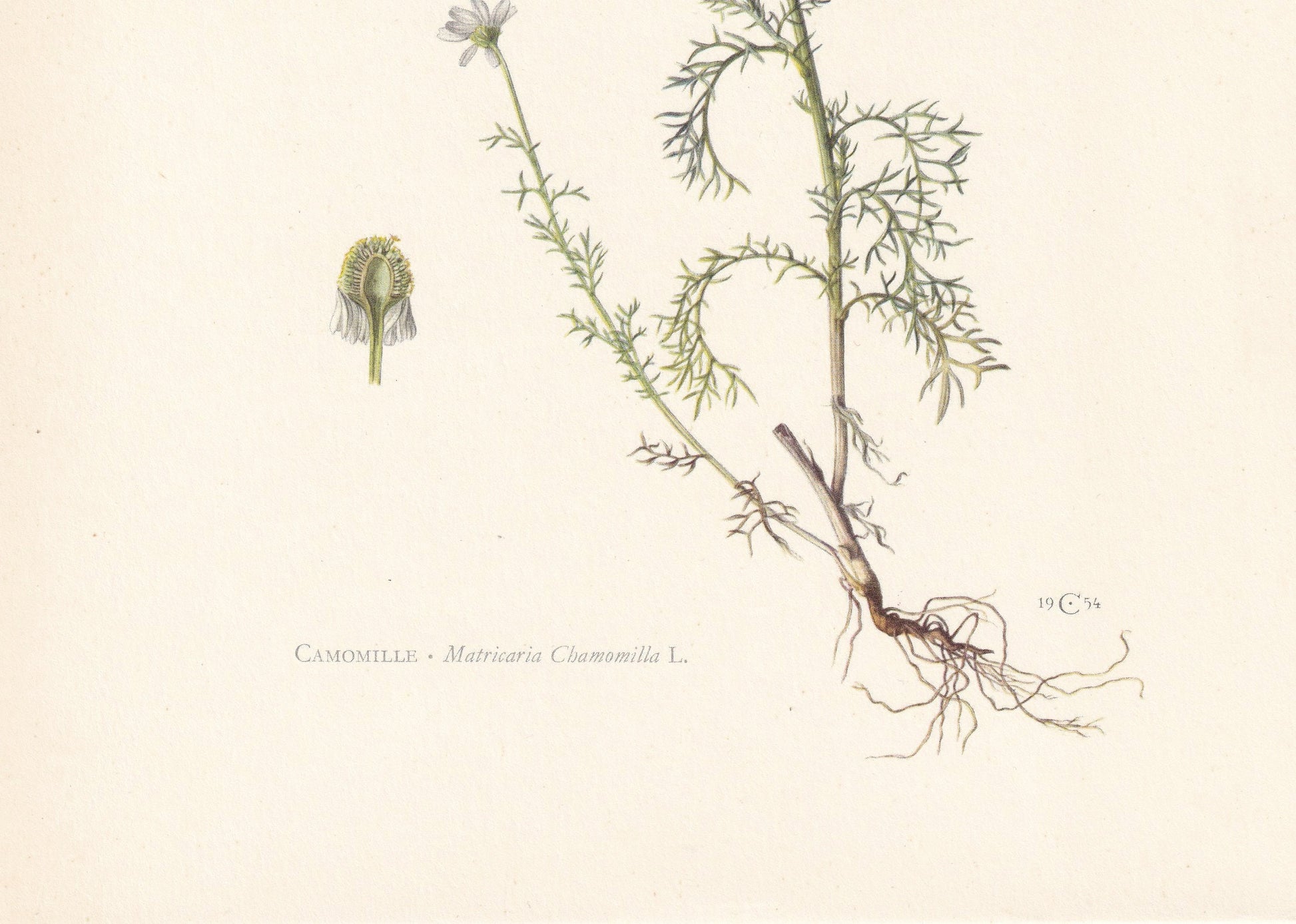 1960 GERMAN CHAMOMILE Print - Botanical Print - Flower Painting - Flower Wall Art - Vintage Plant Print - 7.5 x 10.6 Inches