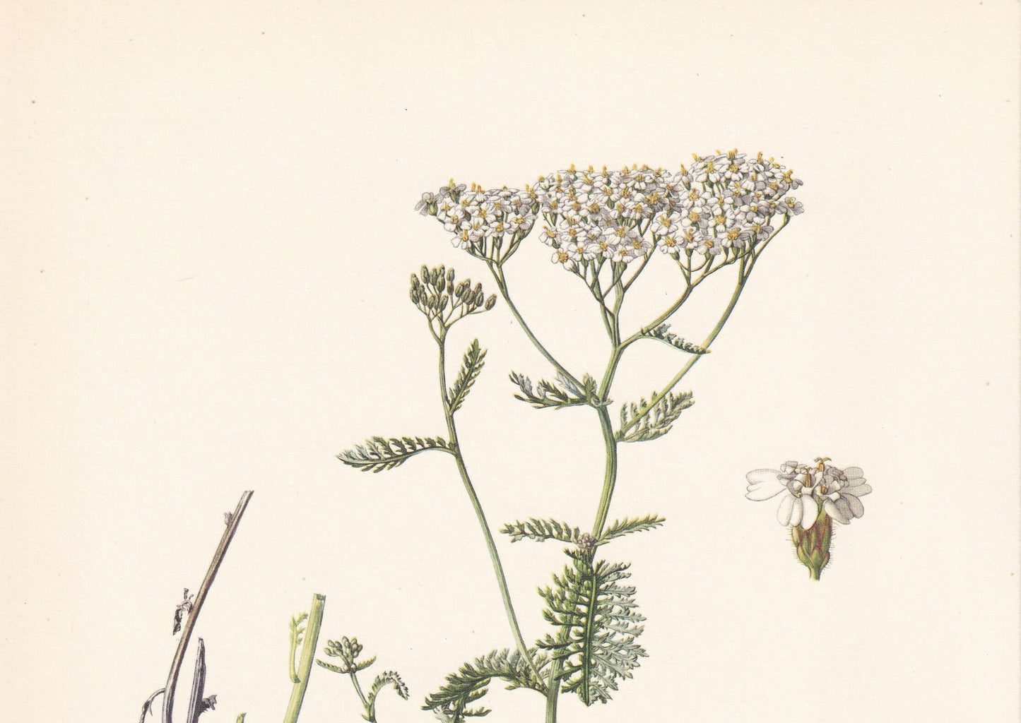 1960 YARROW Print - Botanical Print - Flower Painting - Flower Wall Art - Vintage Plant Print - 7.5 x 10.6 Inches