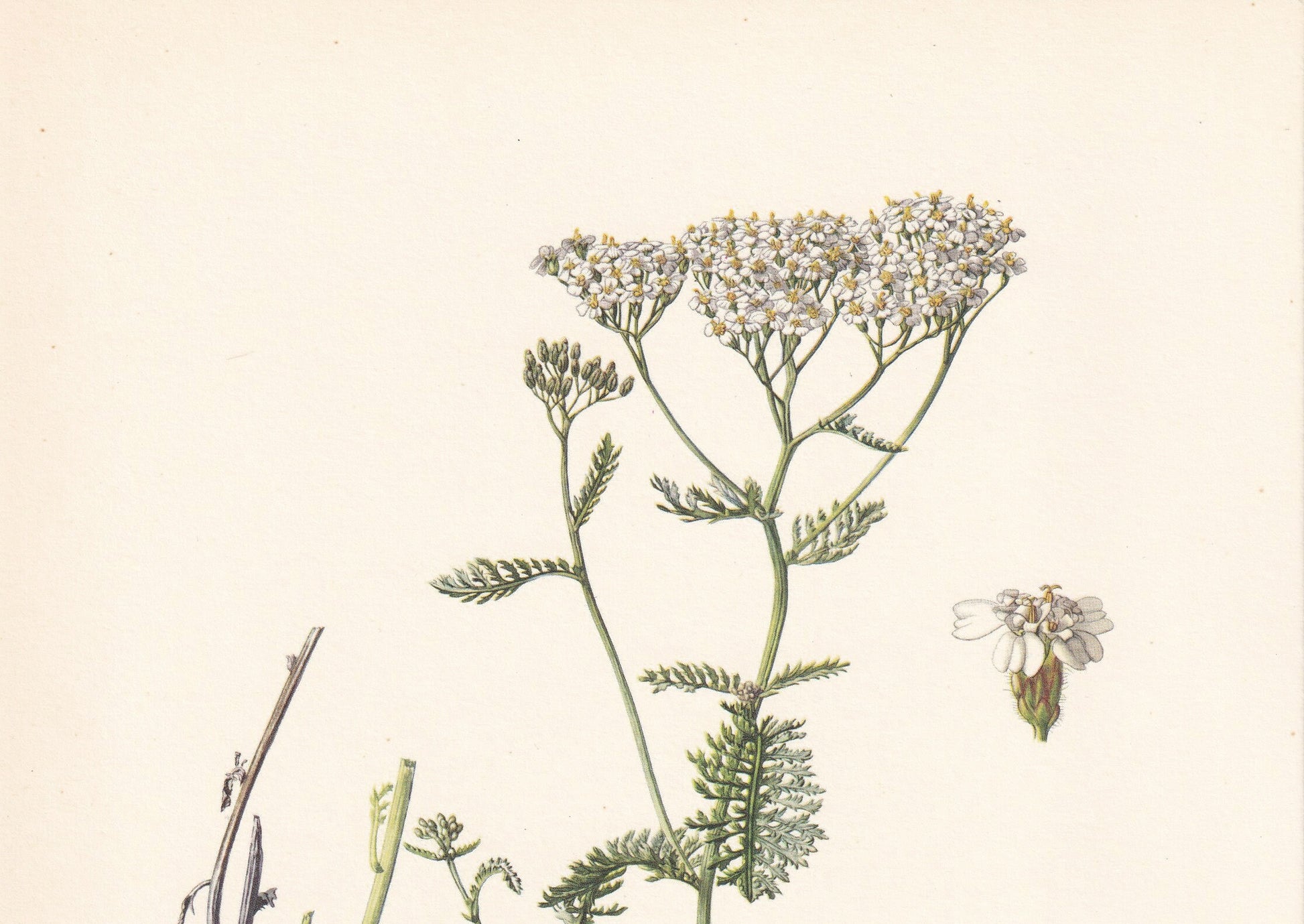 1960 YARROW Print - Botanical Print - Flower Painting - Flower Wall Art - Vintage Plant Print - 7.5 x 10.6 Inches