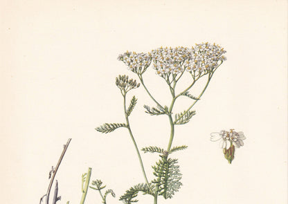 1960 YARROW Print - Botanical Print - Flower Painting - Flower Wall Art - Vintage Plant Print - 7.5 x 10.6 Inches