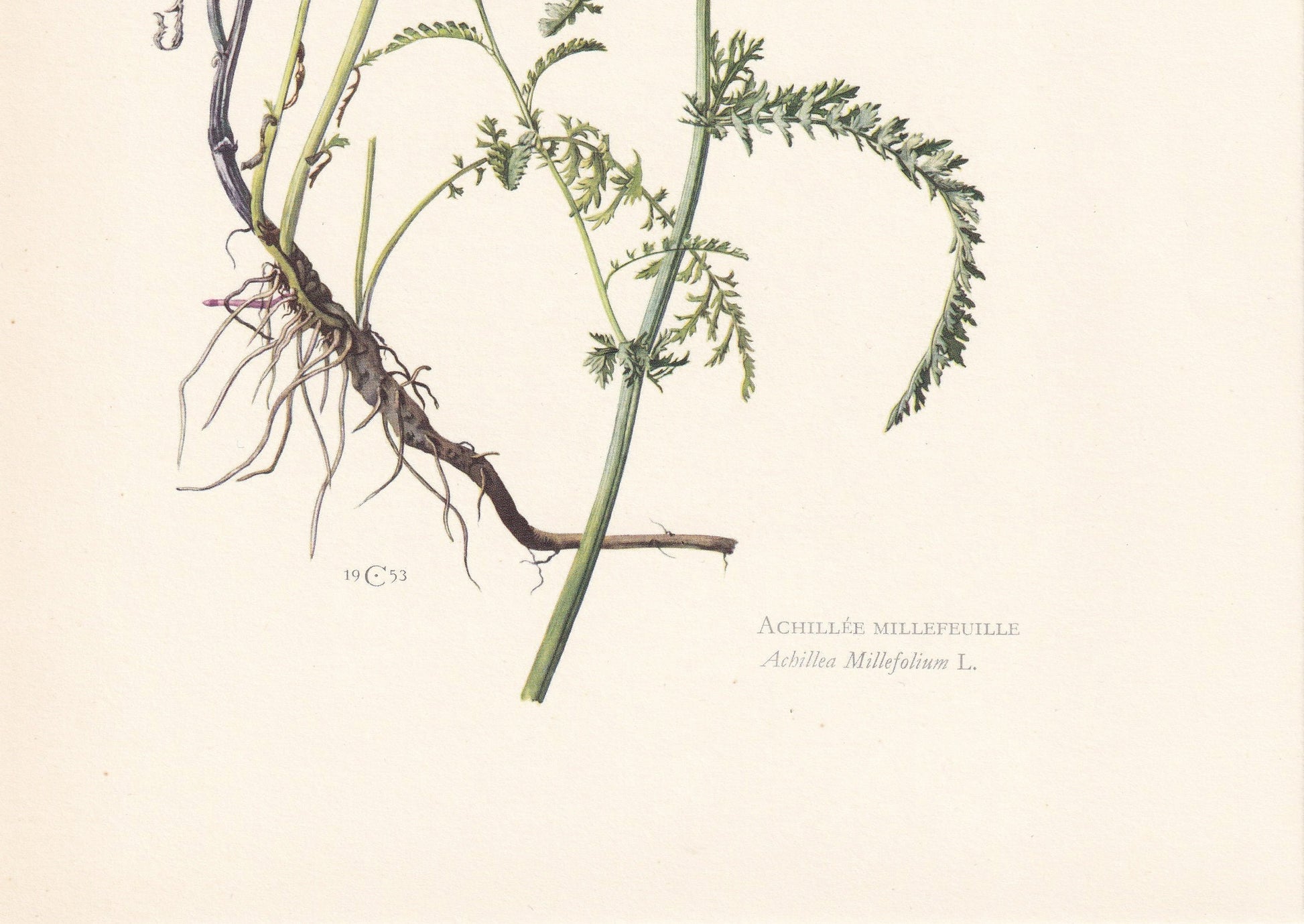 1960 YARROW Print - Botanical Print - Flower Painting - Flower Wall Art - Vintage Plant Print - 7.5 x 10.6 Inches