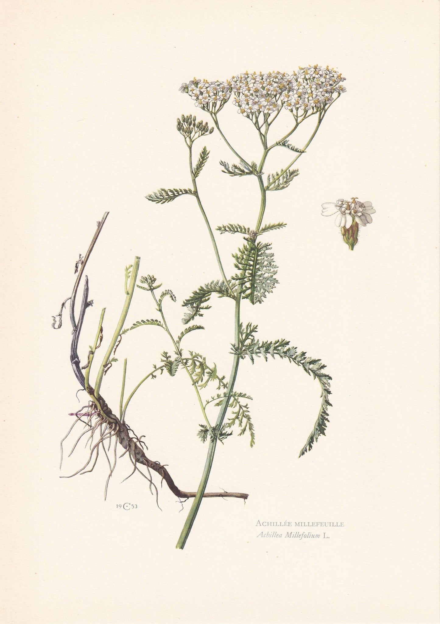 1960 YARROW Print - Botanical Print - Flower Painting - Flower Wall Art - Vintage Plant Print - 7.5 x 10.6 Inches