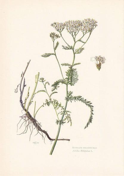 1960 YARROW Print - Botanical Print - Flower Painting - Flower Wall Art - Vintage Plant Print - 7.5 x 10.6 Inches
