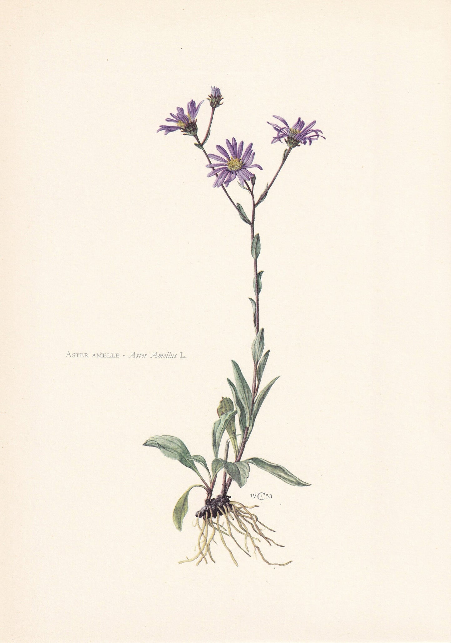 1960 MICHAELMAS DAISY Print - Botanical Print - Flower Painting - Flower Wall Art - Vintage Plant Print - 7.5 x 10.6 Inches