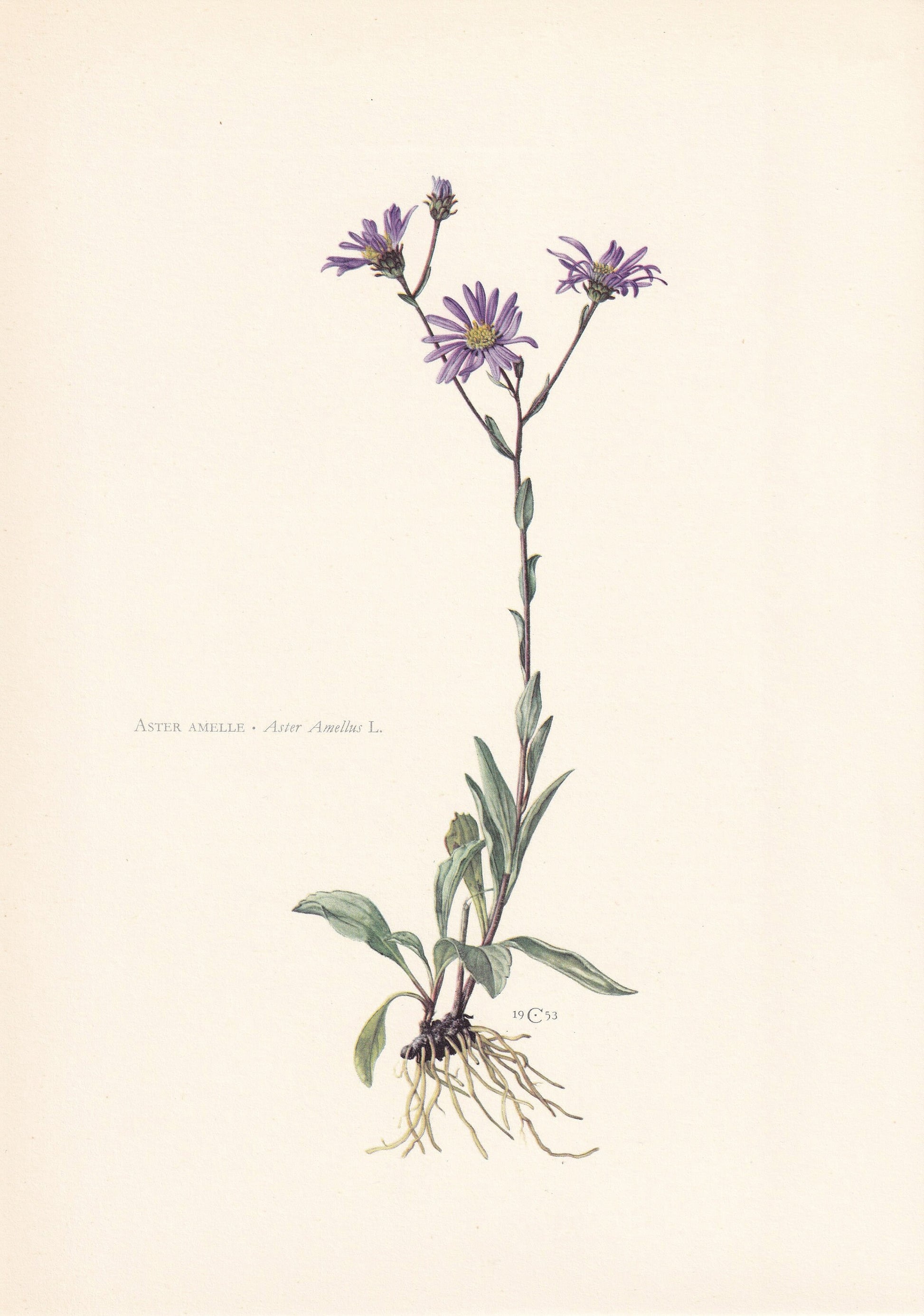 1960 MICHAELMAS DAISY Print - Botanical Print - Flower Painting - Flower Wall Art - Vintage Plant Print - 7.5 x 10.6 Inches