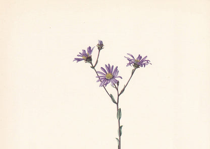 1960 MICHAELMAS DAISY Print - Botanical Print - Flower Painting - Flower Wall Art - Vintage Plant Print - 7.5 x 10.6 Inches
