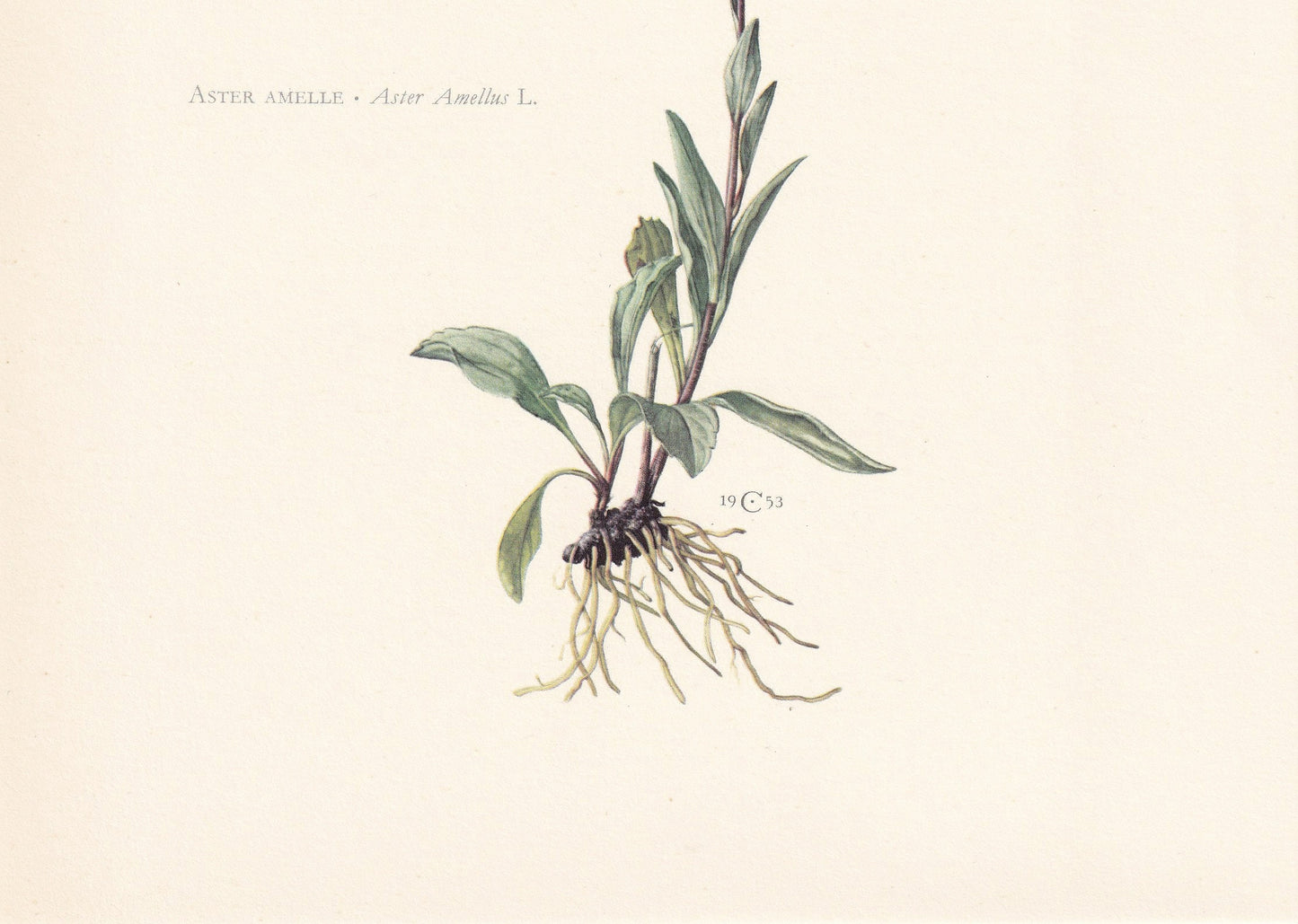 1960 MICHAELMAS DAISY Print - Botanical Print - Flower Painting - Flower Wall Art - Vintage Plant Print - 7.5 x 10.6 Inches