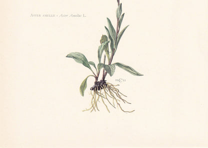 1960 MICHAELMAS DAISY Print - Botanical Print - Flower Painting - Flower Wall Art - Vintage Plant Print - 7.5 x 10.6 Inches