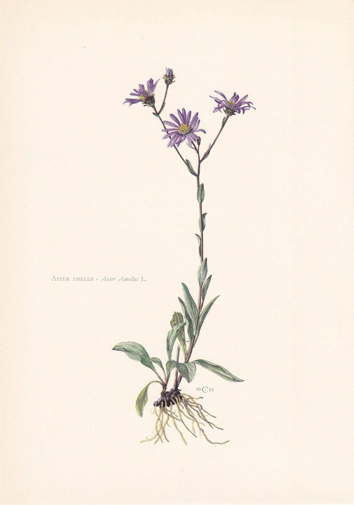 1960 MICHAELMAS DAISY Print - Botanical Print - Flower Painting - Flower Wall Art - Vintage Plant Print - 7.5 x 10.6 Inches