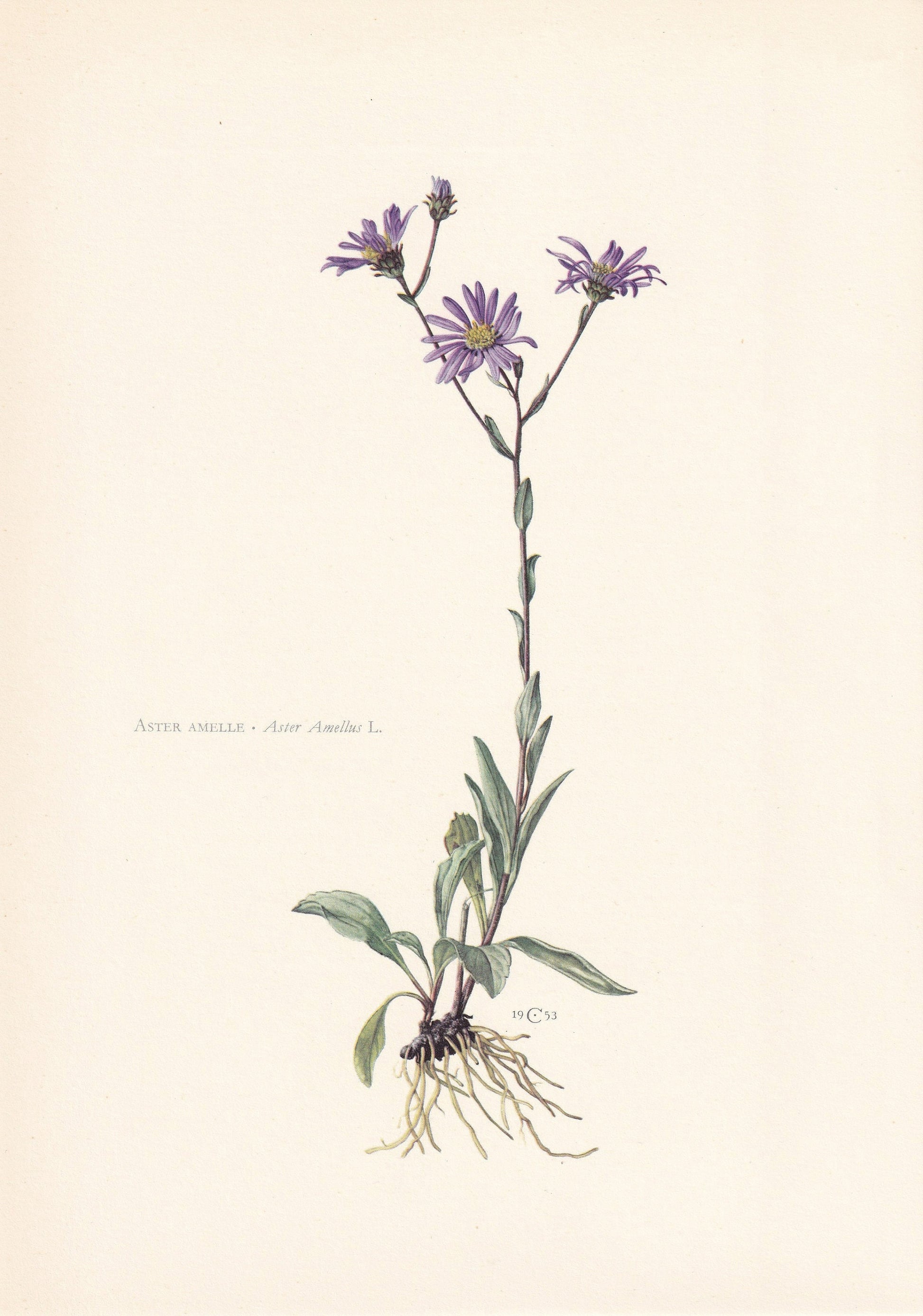 1960 MICHAELMAS DAISY Print - Botanical Print - Flower Painting - Flower Wall Art - Vintage Plant Print - 7.5 x 10.6 Inches