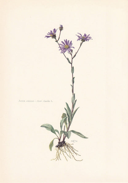 1960 MICHAELMAS DAISY Print - Botanical Print - Flower Painting - Flower Wall Art - Vintage Plant Print - 7.5 x 10.6 Inches