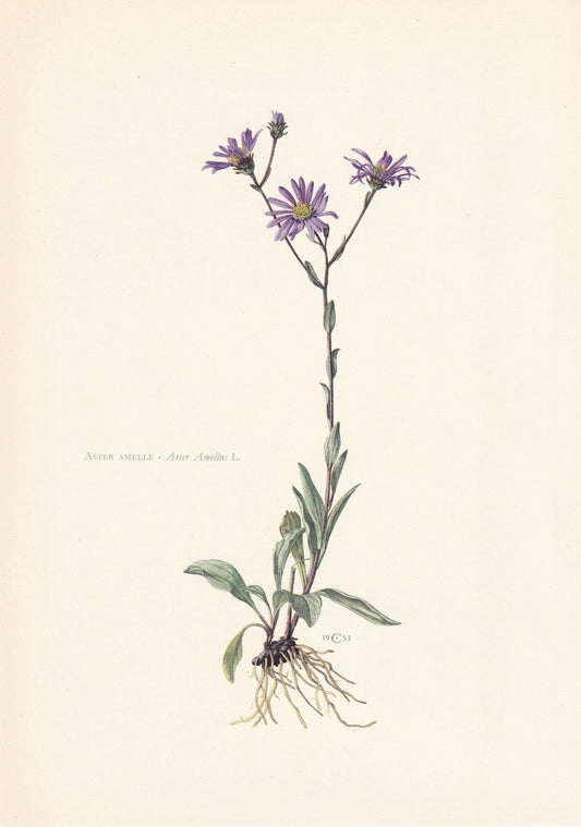 1960 MICHAELMAS DAISY Print - Botanical Print - Flower Painting - Flower Wall Art - Vintage Plant Print - 7.5 x 10.6 Inches