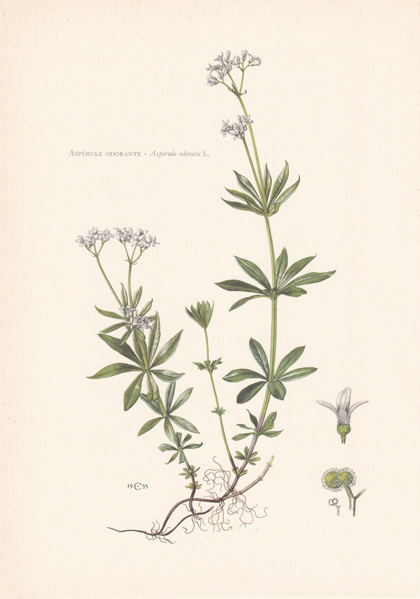 1960 WOODRUFF Print - Botanical Print - Flower Painting - Flower Wall Art - Vintage Plant Print - 7.5 x 10.6 Inches