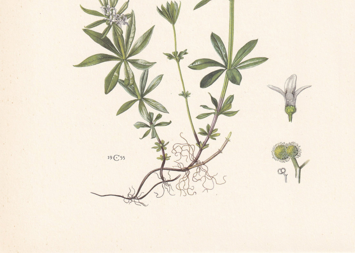 1960 WOODRUFF Print - Botanical Print - Flower Painting - Flower Wall Art - Vintage Plant Print - 7.5 x 10.6 Inches