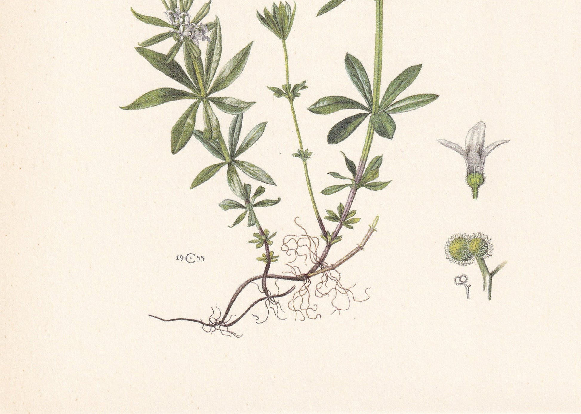 1960 WOODRUFF Print - Botanical Print - Flower Painting - Flower Wall Art - Vintage Plant Print - 7.5 x 10.6 Inches