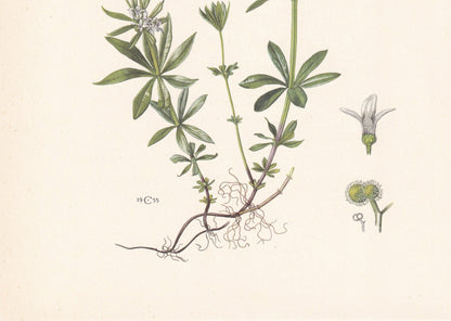 1960 WOODRUFF Print - Botanical Print - Flower Painting - Flower Wall Art - Vintage Plant Print - 7.5 x 10.6 Inches