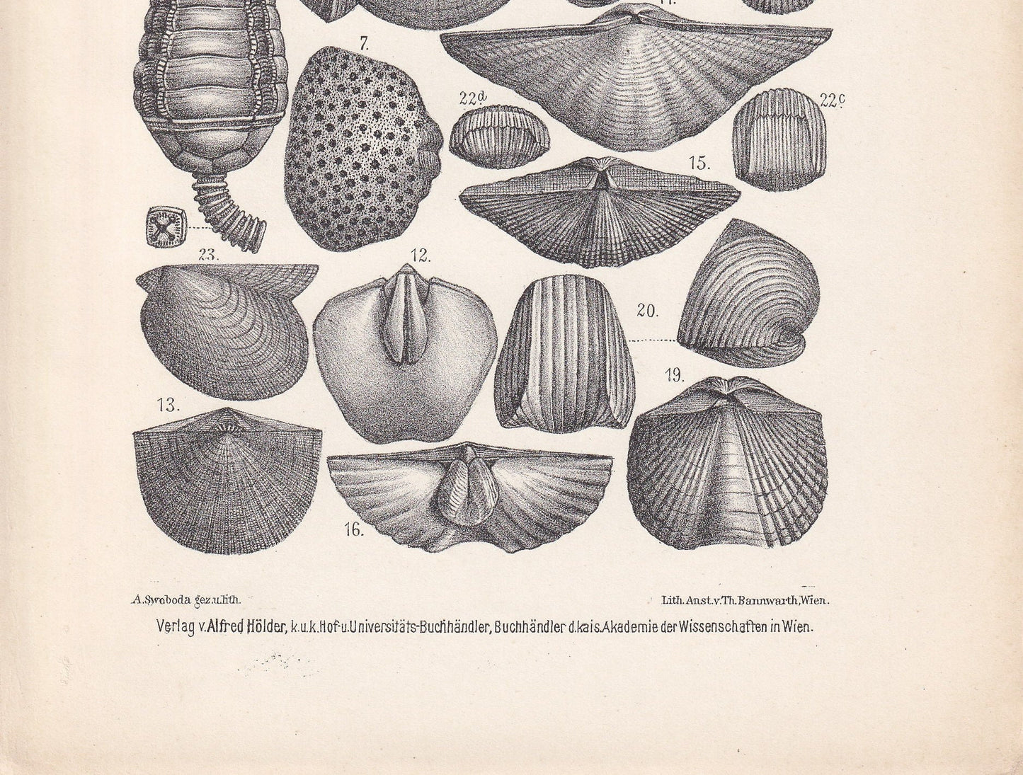 1900 DEVONIAN PERIOD FOSSILS Print - Antique Fossil Print - Fossil Shells Print - Fossil Wall Art - Dinosaur Wall Art - 6.4 x 9.5 Inches