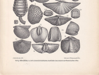 1900 DEVONIAN PERIOD FOSSILS Print - Antique Fossil Print - Fossil Shells Print - Fossil Wall Art - Dinosaur Wall Art - 6.4 x 9.5 Inches