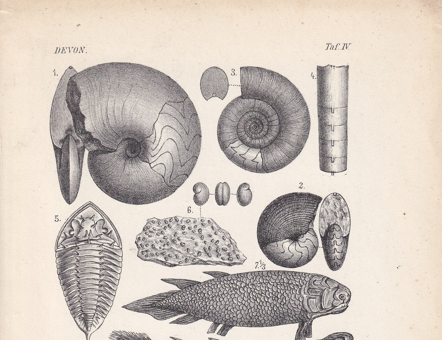 1900 AMMONITE & FISH FOSSILS Print - Antique Fossil Print - Devonian Period Fossils - Fossil Wall Art - Dinosaur Wall Art - 6.4 x 9.5 Inches