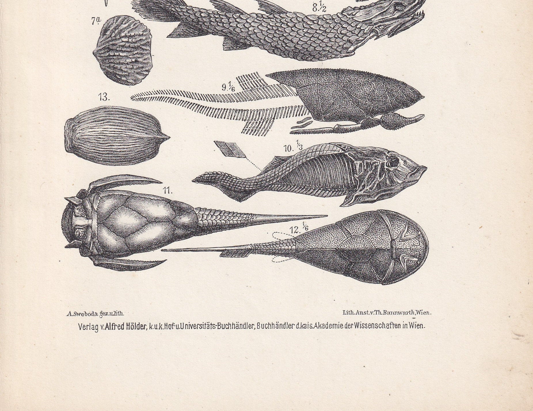 1900 AMMONITE & FISH FOSSILS Print - Antique Fossil Print - Devonian Period Fossils - Fossil Wall Art - Dinosaur Wall Art - 6.4 x 9.5 Inches
