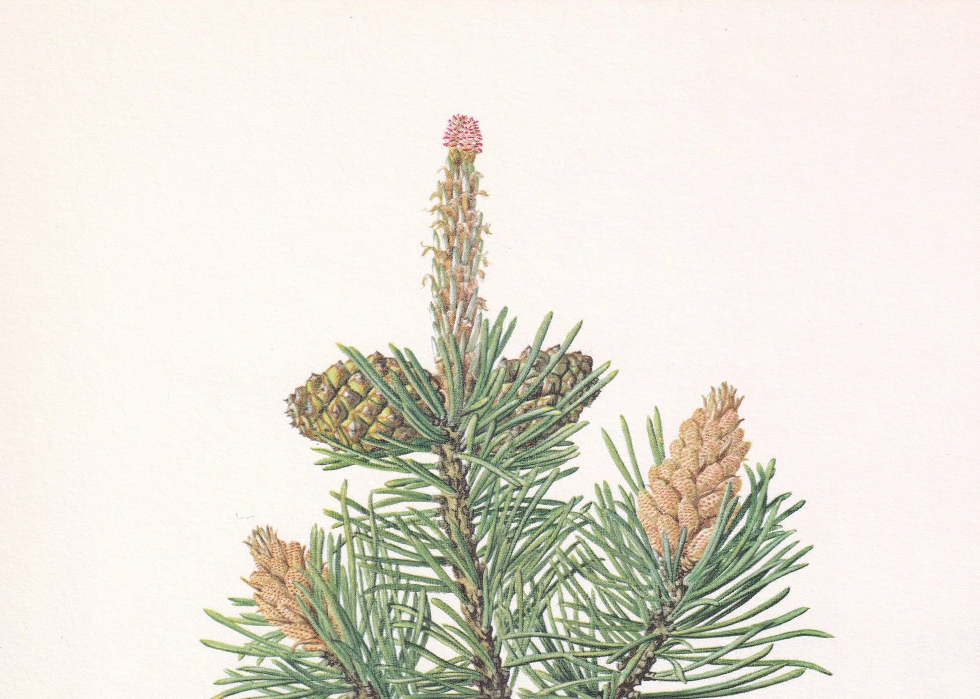 1960 MOUNTAIN PINE Print - Botanical Print - Tree Illustration - Tree Wall Art - Vintage Tree Print - 7.5 x 10.6 Inches