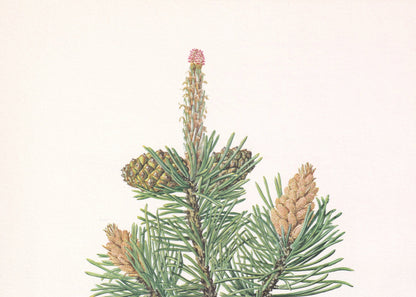 1960 MOUNTAIN PINE Print - Botanical Print - Tree Illustration - Tree Wall Art - Vintage Tree Print - 7.5 x 10.6 Inches