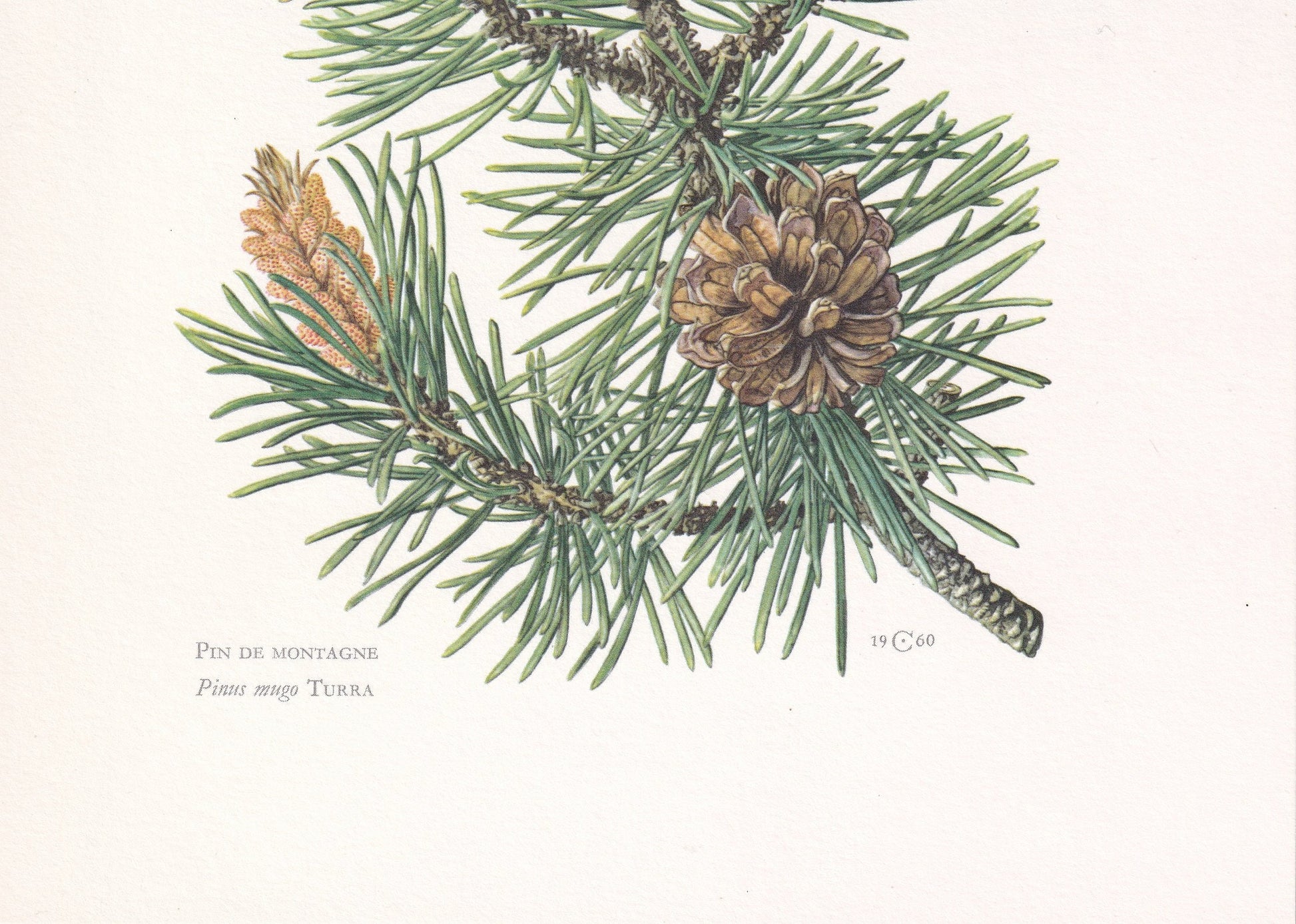 1960 MOUNTAIN PINE Print - Botanical Print - Tree Illustration - Tree Wall Art - Vintage Tree Print - 7.5 x 10.6 Inches