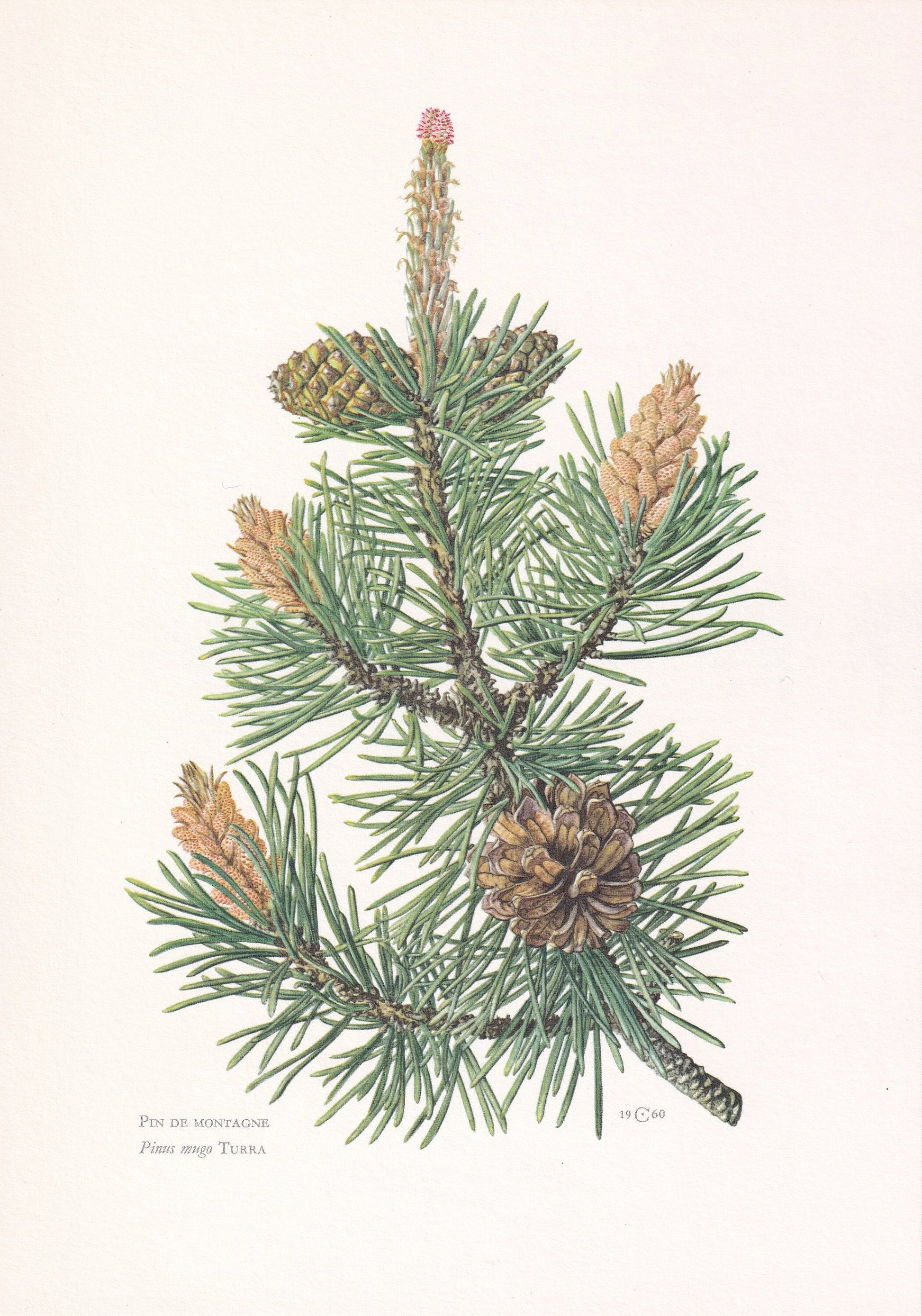 1960 MOUNTAIN PINE Print - Botanical Print - Tree Illustration - Tree Wall Art - Vintage Tree Print - 7.5 x 10.6 Inches