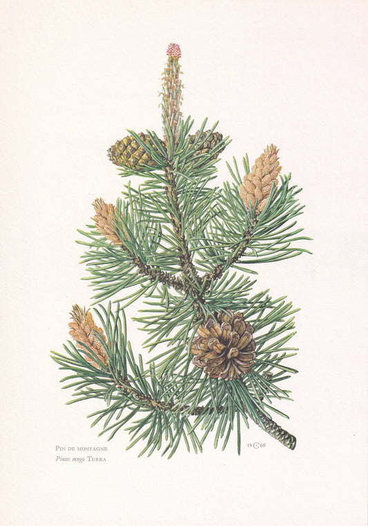 1960 MOUNTAIN PINE Print - Botanical Print - Tree Illustration - Tree Wall Art - Vintage Tree Print - 7.5 x 10.6 Inches