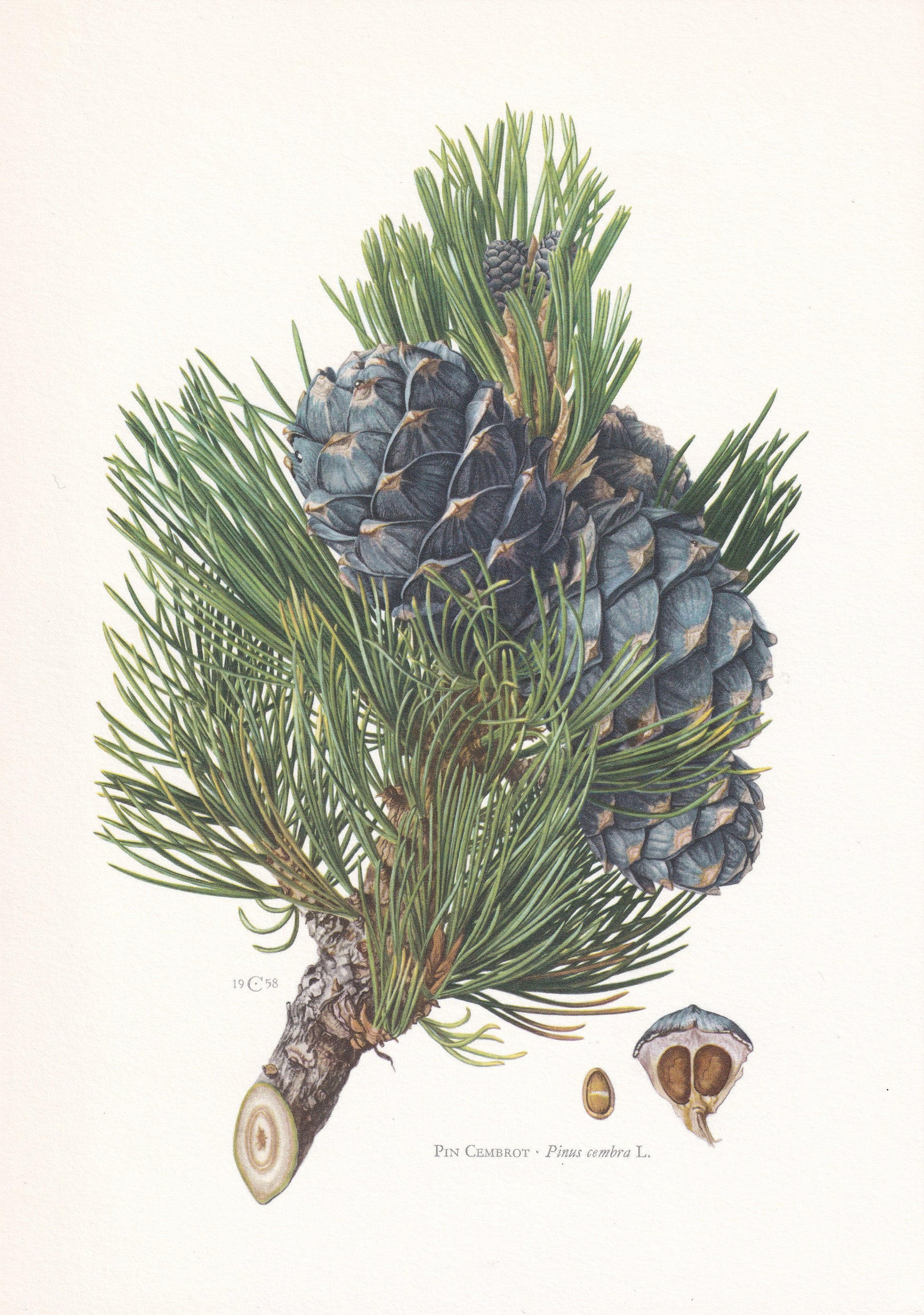 1960 AROLLA PINE Print - Botanical Print - Tree Illustration - Tree Wall Art - Vintage Tree Print - 7.5 x 10.6 Inches