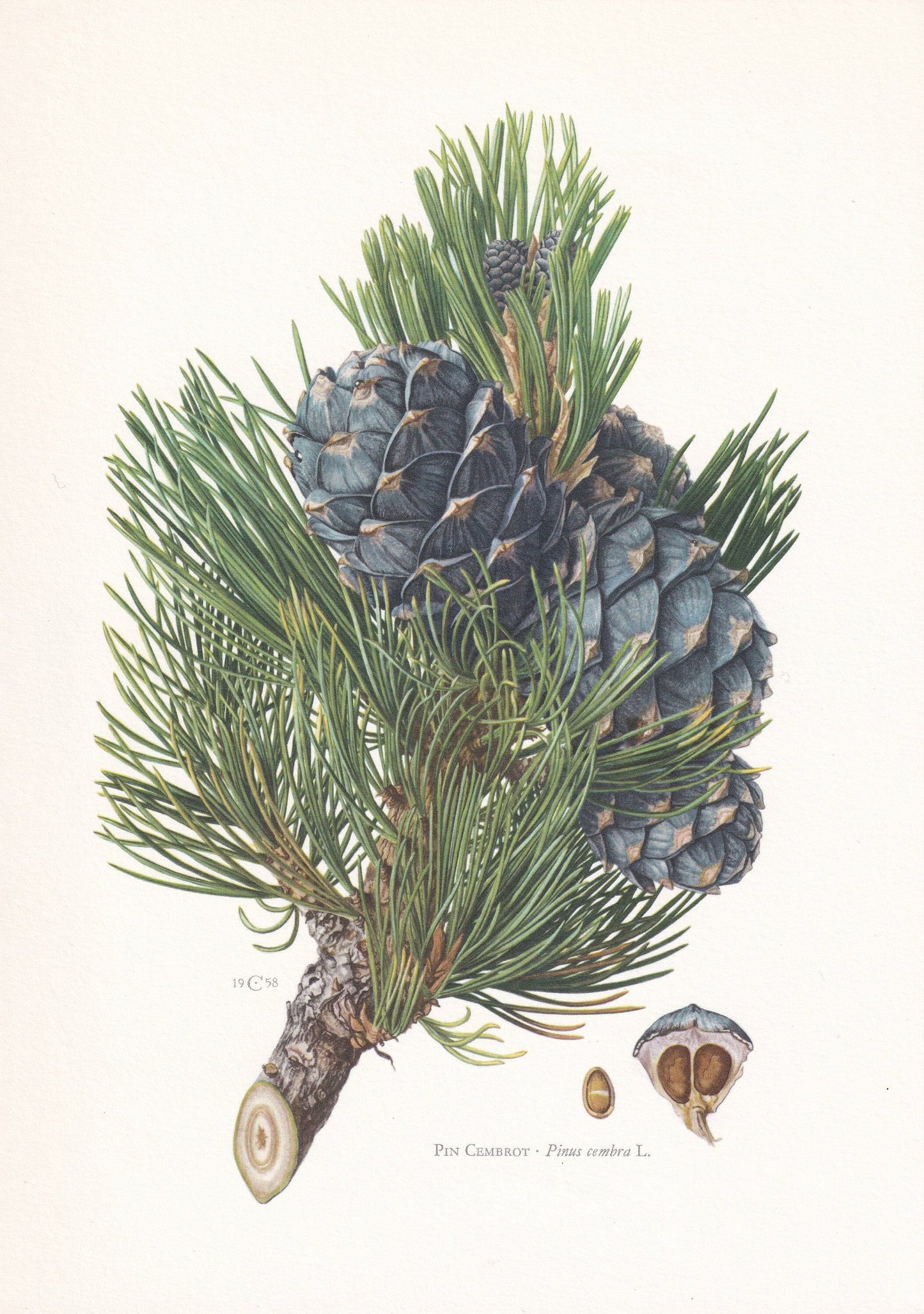 1960 AROLLA PINE Print - Botanical Print - Tree Illustration - Tree Wall Art - Vintage Tree Print - 7.5 x 10.6 Inches
