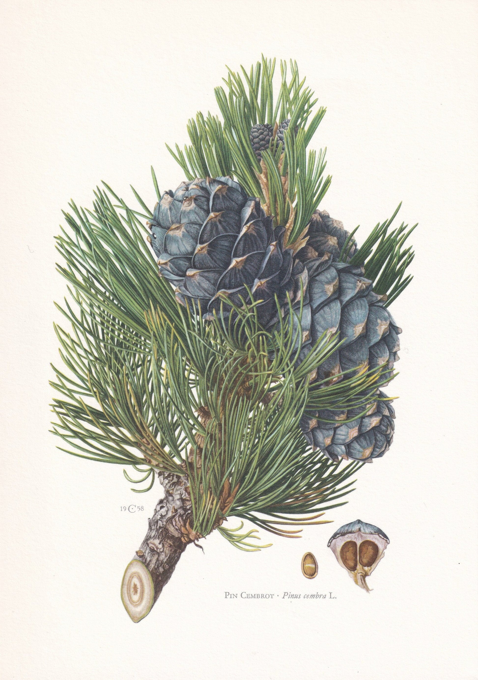 1960 AROLLA PINE Print - Botanical Print - Tree Illustration - Tree Wall Art - Vintage Tree Print - 7.5 x 10.6 Inches