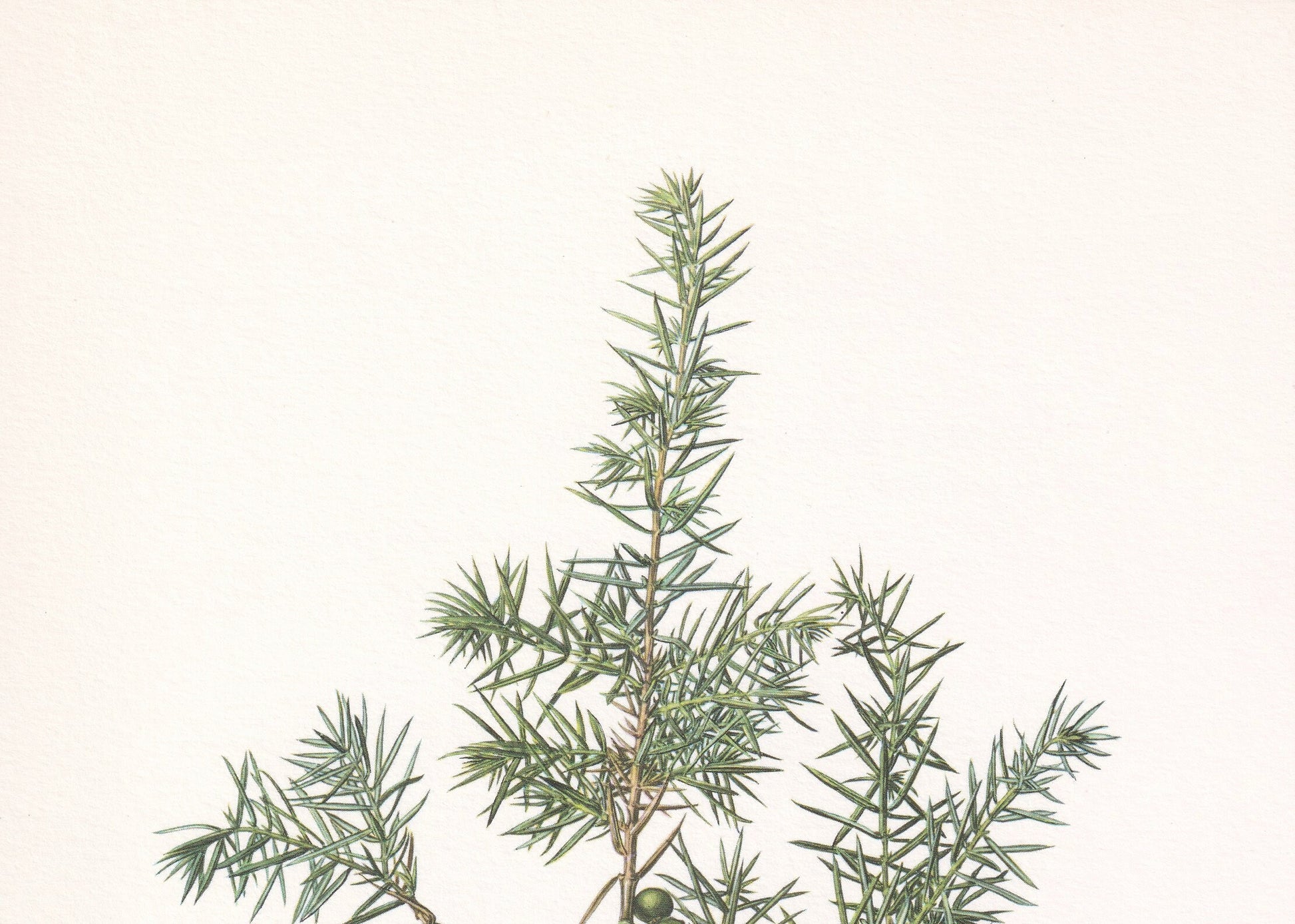 1960 COMMON JUNIPER Print - Botanical Print - Tree Illustration - Tree Wall Art - Vintage Tree Print - 7.5 x 10.6 Inches