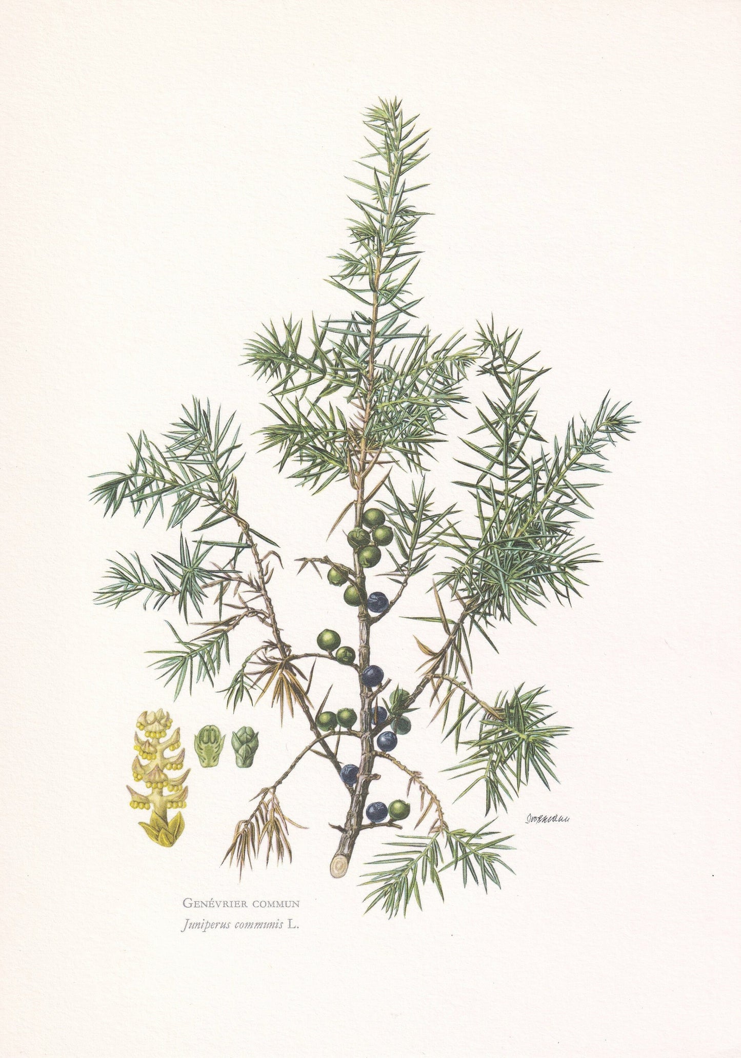 1960 COMMON JUNIPER Print - Botanical Print - Tree Illustration - Tree Wall Art - Vintage Tree Print - 7.5 x 10.6 Inches